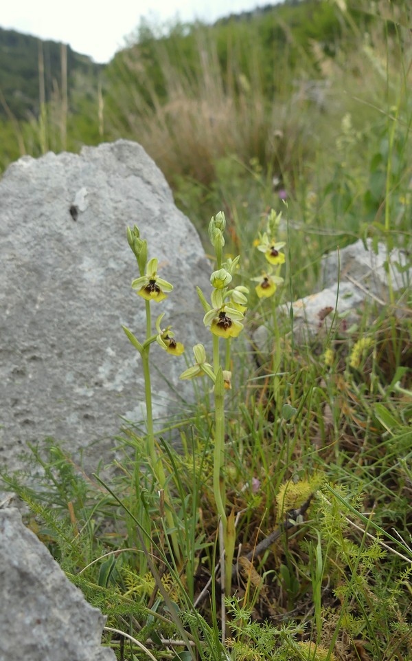 Ophrys lacaitae: la regina delle Ophrys prov. Frosinone  2020